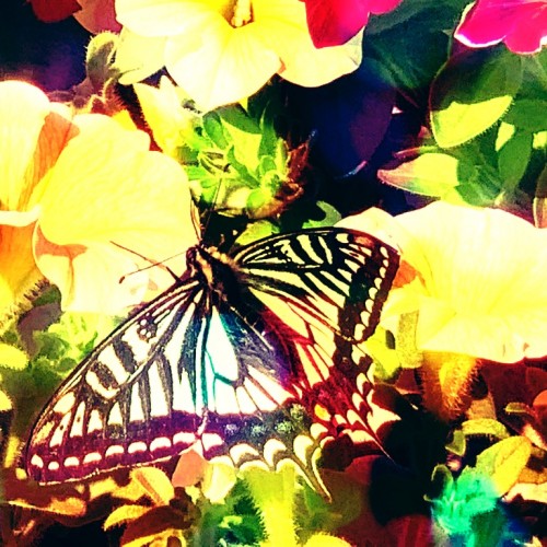 黄色い花々の中に止まるアゲハ蝶