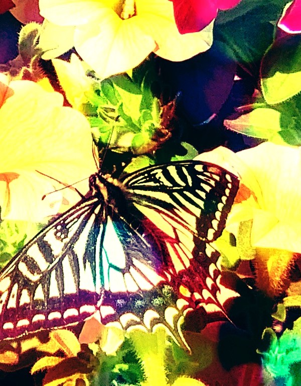 黄色い花々の中に止まるアゲハ蝶