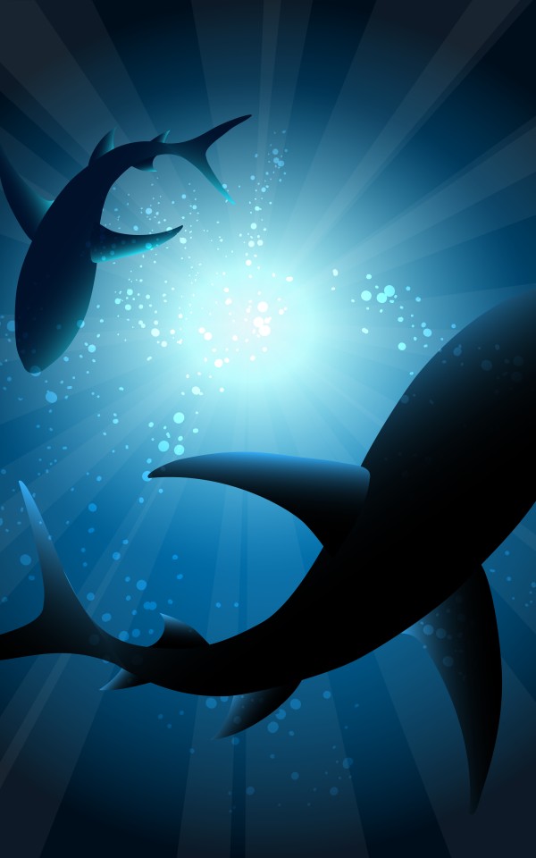 Sharks under water